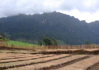 A plant nursery surrounded with cattle prove fencing